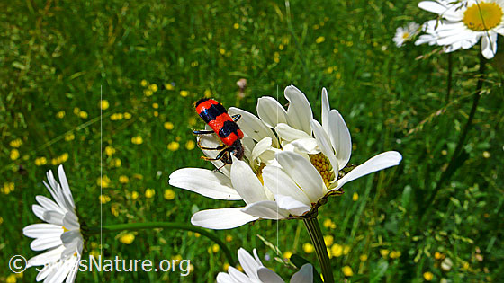 Photo: Trichodes apiarius on Leucanthemum vulgare.