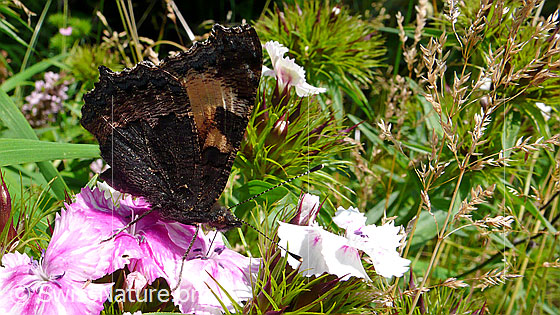 Photo: Aglais urticae on a blossom of a Dianthus barbatus. Butterfly: Wings closed, view from the side. 