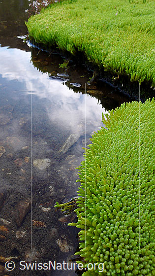 Foto: Moospolster bilden das Ufer eines Wasserlaus. Das Moos spiegelt sich im Wasser.