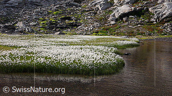 Photo: Large area with flowering cotton grass, beautifully rounded bank and quiet mountain stream. In the background light green moss and boulders.