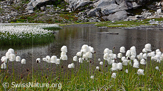 Photo: Cotton grass on the bank of a mountain stream. The numerous flowering sedges form a white carpet.
Lat.: Eriphorum Scheuchzeri 
Fam.: Cyperaceae
Genus: Eriophorum