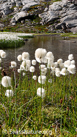 Photo: Cotton grass on the bank of a mountain stream. The numerous flowering grasses form a white carpet. Rocks can be seen in the background.
Scheuchzers Wollgras
Lat.: Eriphorum Scheuchzeri 
Fam.: Cyperaceae
Genus: Eriophorum