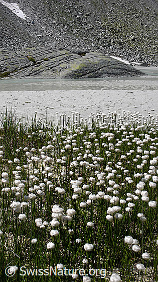 Foto: Wollgras und Sand am Ufer eines Wasserlaufs. Im Hintergrund sind abgeschliffene Felsen und Geröll zu sehen.