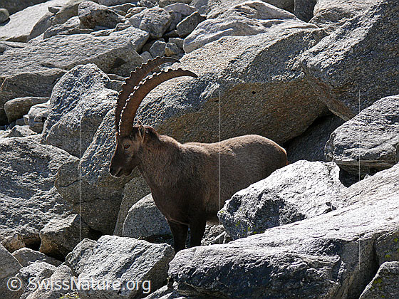 Foto: Steinbock zwischen Felsblöcken. Ansicht von der Seite.
Lat.: Capra ibex