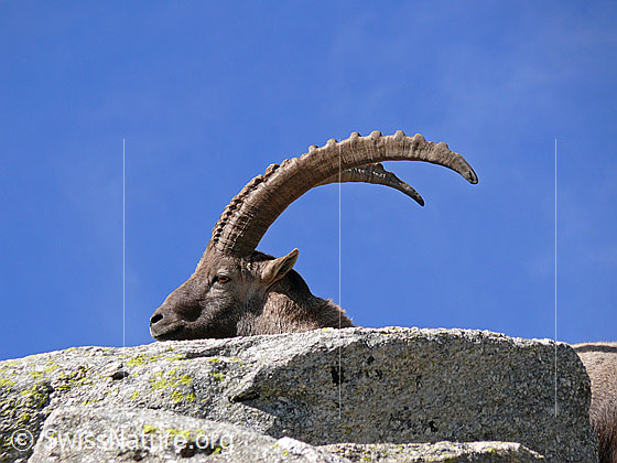 Foto: Steinbock mit mächtigen Hörnern hinter Felsblock. Ansicht Kopf von der Seite.
Lat.: Capra ibex
