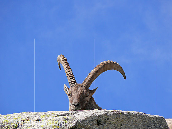 Foto: Alpensteinbock mit schön gebogenem, langem Gehörn. Ansicht Kopf von vorn.
Lat.: Capra ibex