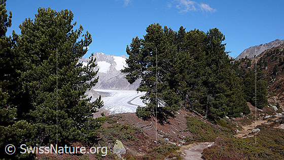 Foto: Im Arvenwald (Aletschwald).
Durch das Waldreservat führt ein Bergweg mit Ausblick auf den Aletschgletscher.