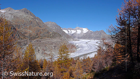 Foto: Herbstfarben im Aletschwald. 
Gelb gefärbter Lärchenwald mit dem Grossen Aletschgletscher im Hintergrund.