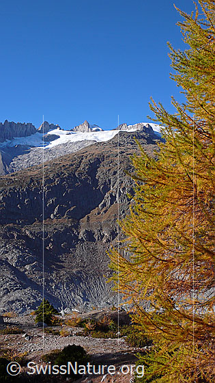 Foto: Fusshörner, Gross Fusshorn, Rotstock, Geisshorn und Driestgletscher. Im Vordergrund die gelb gefärbten Äste einer Lärche.