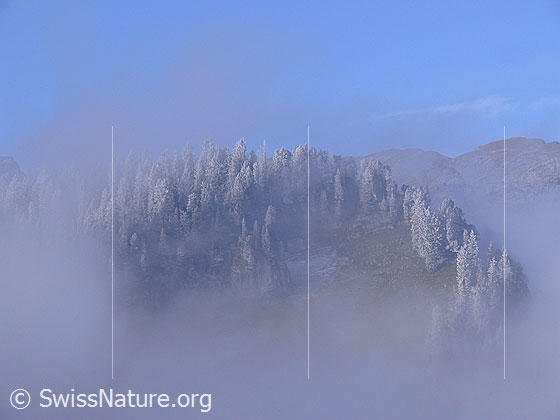 Foto: Geheimnisvolle Nebelstimmung mit Raureif. Der Bergwald an der Nebelgrenze ist mit Raureif überzogen und wird von der Sonne beschienen.
