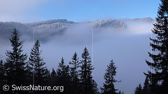 Foto: Geheimnisvolle Nebelstimmung mit Raureif. Der Bergwald an der Nebelgrenze ist mit Raureif überzogen.