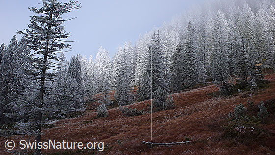 Foto: Herbstfarben und Frost an der Nebelgrenze. Die Moorlandschaft ist herbstlich gefärbt und der Wald mit einer dicken Raureifschicht überzogen.