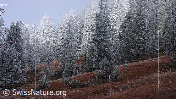 Foto: Frost und Herbststimmung im Hochmoor. Durch die Bildung von Raureif ist diese märchenhafte und geheimnisvolle Waldlandschaft entstanden.