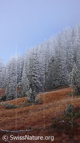 Foto: Märchenwald mit Raureif in herbstlich gefärbtem Moorgebiet.
