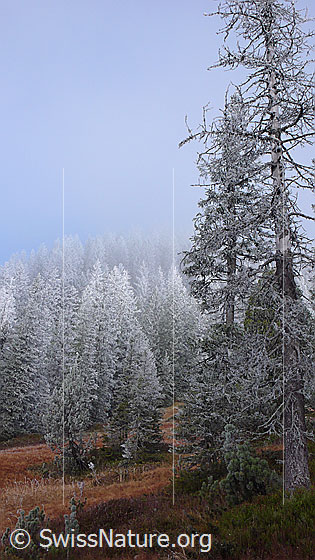 Foto: Wald mit Raureif und Herbstfarben an der Nebelgrenze.
