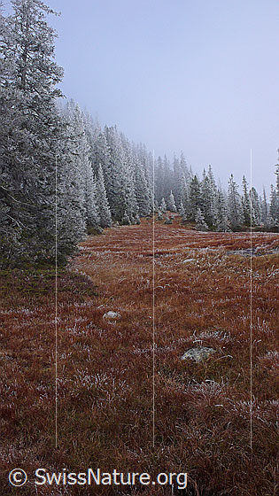 Foto: Moorlandschaft im Herbst. Herbstfarben und Raureif an Gräsern und Wald verleihen der Waldlandschaft eine märchenhafte Herbststimmung.