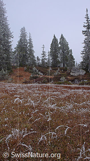 Foto: Herbstfarben und Frost in urtümlicher Moorlandschaft. An Grashalmen und Tannen haben sich lange Nadeln aus Raureif gebildet.