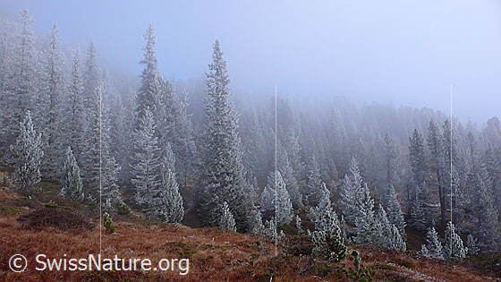 Foto: Geheimnisvolle Waldlanschaft an der Nebelgrenze mit Raureif und Herbstfarben.