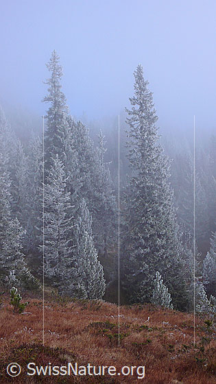 Foto: Märchenhafte Nebelstimmung im geheimnisvollen Wald. Die Tannen an der Nebelgrenze sind mit Raureif überzogen und der Waldboden ist herbstlich gefärbt.
