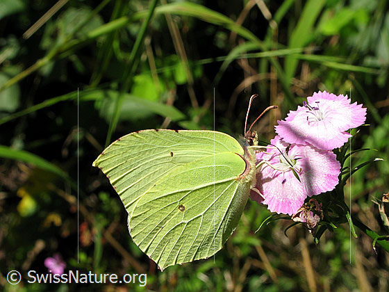 Foto: Zitronenfalter an Blüte. Flügel gefaltet. Ansicht von der Seite.