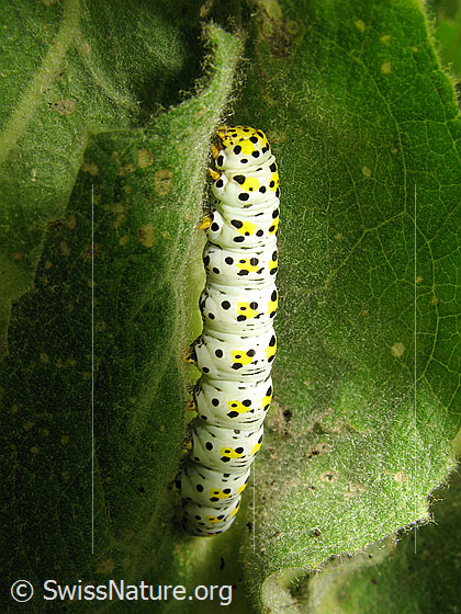 Foto: Brauner Mönch (Cucullia verbasci), Raupe an Blatt einer Königskerze. Wird auch Königskerzen-Mönch genannt.