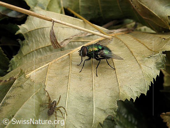 Foto: Goldflige und Spinne auf dürrem Blatt