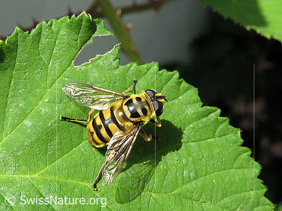 Totenkopfschwebfliege (Myathropa florea) auf grünem Blatt