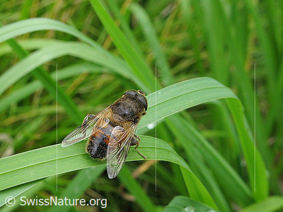 Photo: Eristalis tenax. Male. View from diagonally behind.
