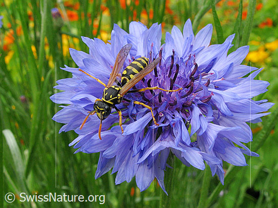 Französische Feldwespe (Polistes dominula) auf Kornblume (Centaurea cyanus)