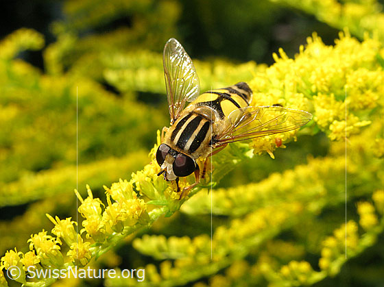 Foto: Grosse Sumpfschwebfliege (Helophilus trivittatus) auf Kanadische Goldrute (Solidago canadensis). Ansicht von vorne/oben.