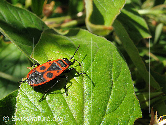 Gemeine Feuerwanze (Pyrrhocoris apterus)