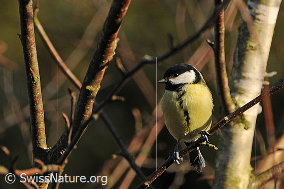 Photo: Great tit (Parus major) in glancing light.