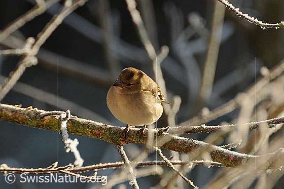Foto: Buchfink (Weibchen) auf Ast sitzend
