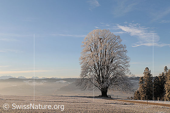 Foto: Mächtige Linde mit Raureif im Morgenlicht.
Im Emmental stehen auf vielen Hügeln grosse Linden. Sie sind Teil des für diese Region typischen Landschaftsbildes.