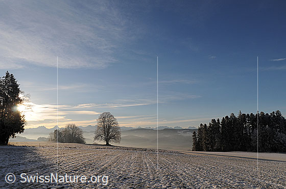 Foto: Winterliche Morgenstimmung mit mächtiger Linde. Schnee und Raureif liegt auf den Feldern. Im Horizont sind die Berner Alpen zu sehen.