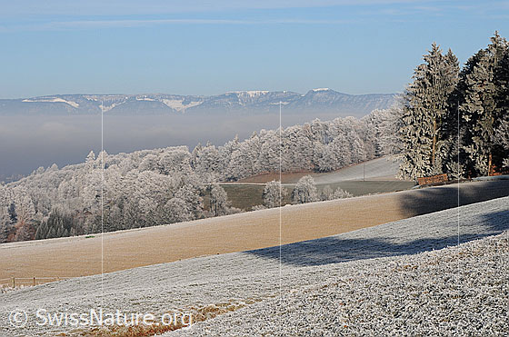 Foto: Morgenstimmung in der Raureiflandschaft mit Wald, Kulturland und dem Jura im Hintergrund.