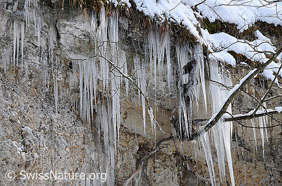 Foto: Eiszapfen und Nagelfluh. Einige Gräser, Wurzeln und Äste sind vom Eis umschlossen. Auf dem Grasband über der Nagelfluhwand liegt Schnee.