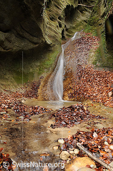 Foto: Wasserfall in kleiner Schlucht. Das Wasser rinnt als schmaler Wasserfall über die mit Algen überzogene, grün schimmernde Sandsteinwand ins Bachbett. Im Vordergrund sind Steine und gefallenes Herbstlaub zu sehen. 
Dieses Bächlein hat über die Jahrhunderte eine schön geformte kleine Schlucht geschaffen.