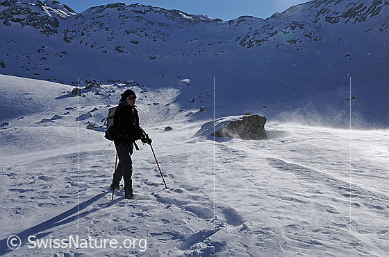 Foto: Schneeschuhläuferin während Föhnsturm unterwegs auf dem Oxefeld. Im Hintergrund ist der Albrunpass zu sehen.