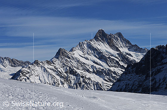 Foto: Blick auf das Schreckhornmassiv. 
Gipfel: Mättenberg - Ankenbälli - Gwächta - Klein Schreckhorn - Nässihorn - Schreckhorn - Lauteraarhorn.
Gletscher: Nässigletscher (Rechts vom Klein Schreckhorn) - Schreckfirn (in der Fallinie des Lauteraarhorn-Gipfels)