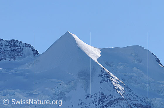 Foto: Silberhorn und Goldenhorn. Links vom Silberhorn liegt die Silberlücke, von welcher das Silbergrätli nach links hochzieht. Am Fuss der Silberlücke liegt die Silbermulde.
Via Silbermulde - Silberlücke - Silbergrätli führt die Guggiroute zur Jungfrau.
Rechts vom Goldenhorn ist der oberste Teil des Rotbrättgrats (Nordwestgrat) zu sehen.
Links der Giesengletscher, rechts der Silberhorngletscher.