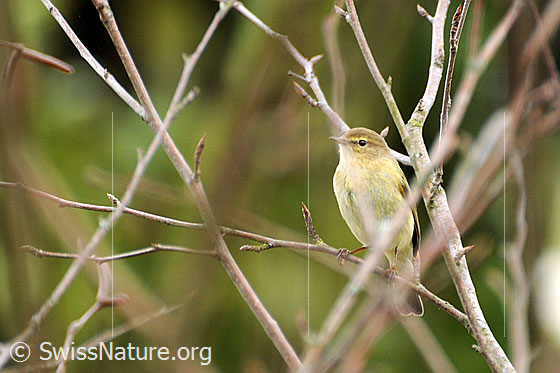 Zilpzalp (Phylloscopus collybita).