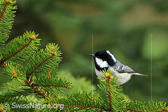 Tannenmeise (Periparus ater)