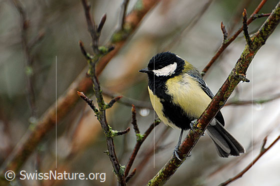 Kohlmeise (Parus major)