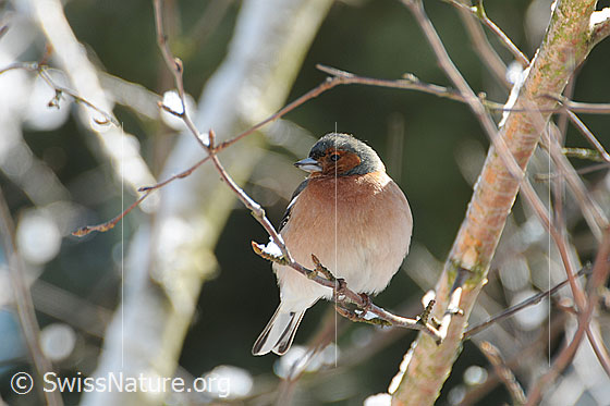 Buchfink (Fringilla coelebs), Männchen