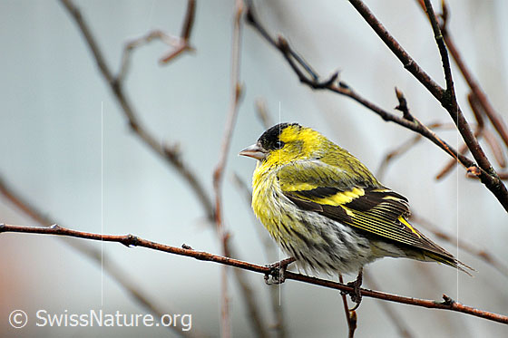 Erlenzeisig (Carduelis spinus), Männchen