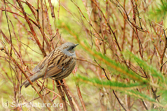 Photo: Eurasian Siskin (Carduelis spinus) sitting in the bushes. Female.