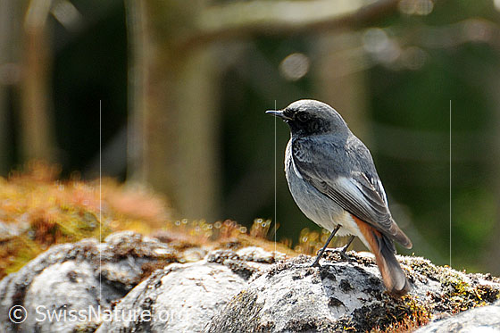 Hausrotschwanz (Phoenicurus ochruros). Männchen