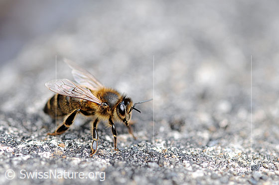 Foto: Honigbiene (Apis mellifera) auf Steinplatte.
Lat.: Apis mellifera
Familie: Apidae (Bienen)
Unterfamilie: Apinae (Echte Bienen)
Gattung: Apis (Honigbienen)