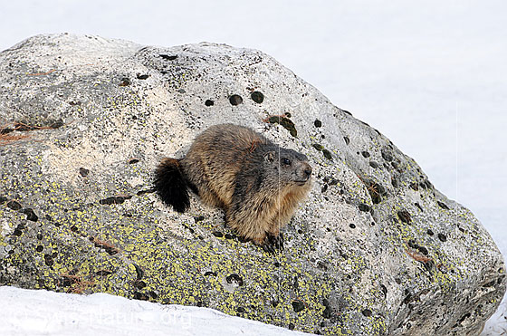 Foto: Murmeltier auf einem Felsblock.
Lat.: Marmota marmota